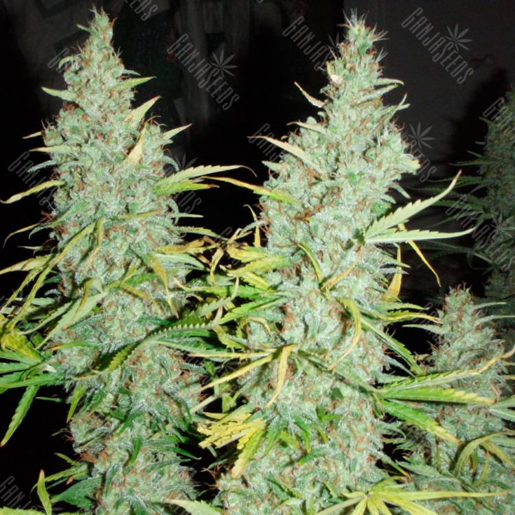 Daken feminised GanjaVIP Seeds Daken feminised GanjaVIP Seeds