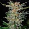 Daken feminised GanjaVIP Seeds Daken feminised GanjaVIP Seeds