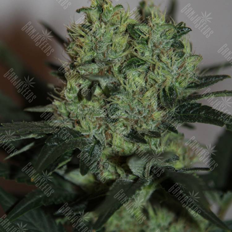 семена сортовой конопли Ladyburn 1974 feminised Green House Seeds