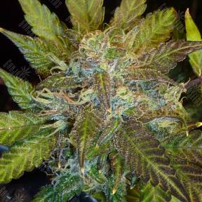 Auto Kush'N'Cheese feminised Dinafem Seeds