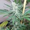 White Express feminised Breeders Community Seeds