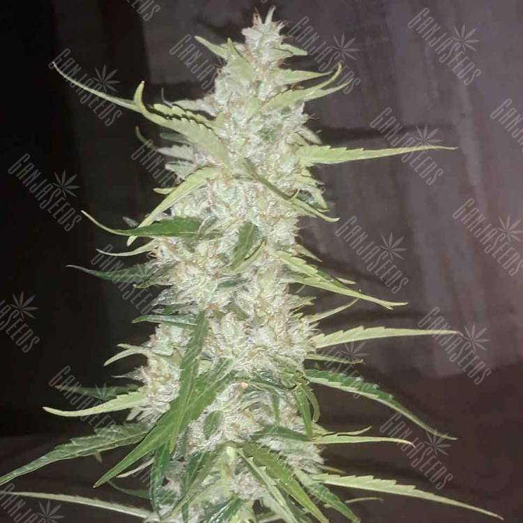 семена культурной конопли купить Auto Russian Rocket Fuel regular семена культурной конопли купить Auto Russian Rocket Fuel regular