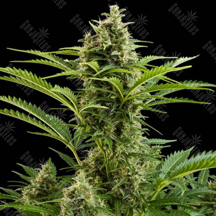 семена конопли с доставкой Auto Buddha Vesta feminised Buddha Seeds семена конопли с доставкой Auto Buddha Vesta feminised Buddha Seeds