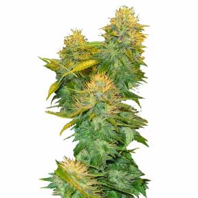 DNA Mix Pack regular DNA Genetics