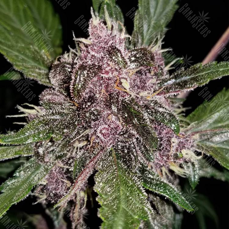 где можно заказать семена конопли Auto Crystal Meth feminised Fast Buds где можно заказать семена конопли Auto Crystal Meth feminised Fast Buds