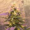 семена конопли элитных сортов Auto Short Rider feminised Nirvana Seeds