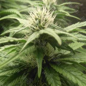 Original Cheese feminised Paradise Seeds