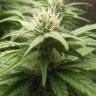 семена индийской конопли Original Cheese feminised Paradise Seeds