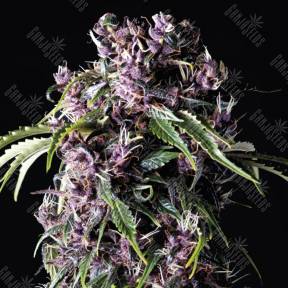 Purple feminised Pyramid Seeds