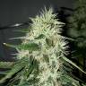 заказ семян конопли Москва Royal Gorilla feminised Royal Queen