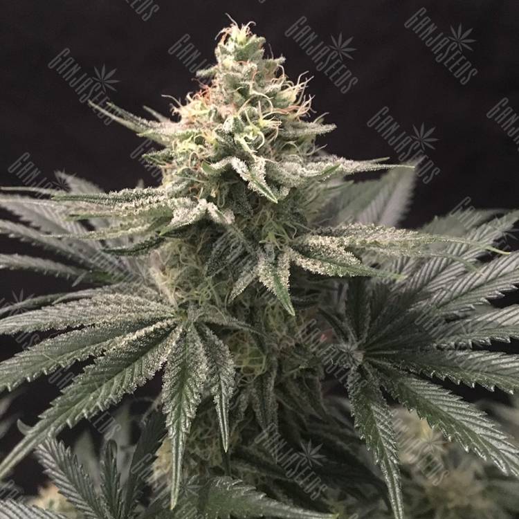 заказать качественные семена конопли Indigo Berry Kush feminised Sweet Seeds заказать качественные семена конопли Indigo Berry Kush feminised Sweet Seeds