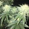 хорошие семена конопли Indigo Berry Kush feminised Sweet Seeds хорошие семена конопли Indigo Berry Kush feminised Sweet Seeds