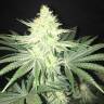 конопля семена сорта заказать Indigo Berry Kush feminised Sweet Seeds конопля семена сорта заказать Indigo Berry Kush feminised Sweet Seeds