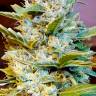 Качественные семена конопли Auto Northern Hog feminised Ganja Seeds Качественные семена конопли Auto Northern Hog feminised Ganja Seeds