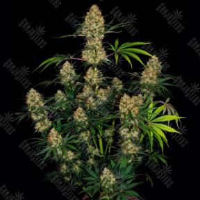 Auto Hindu Kush feminised Ganja Seeds