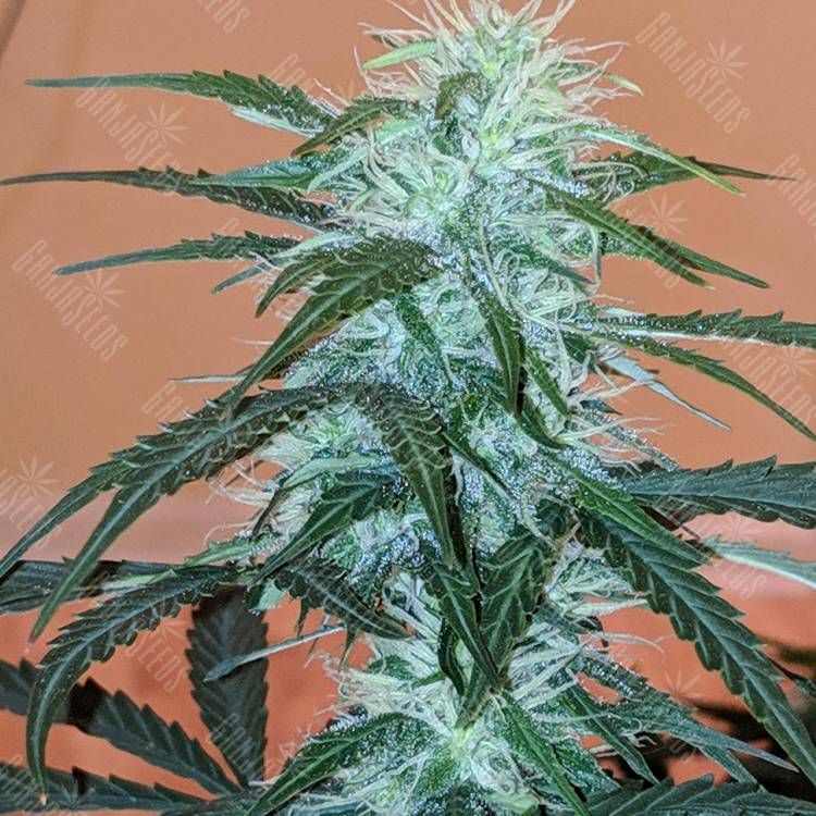 качественные семена конопли Anesthesia regular Ganja Seeds