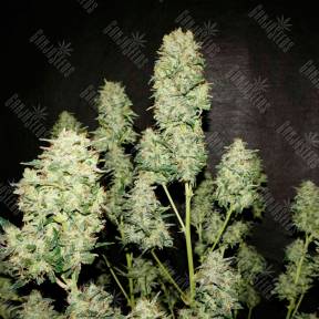 Auto OG Kush feminised Ganja Seeds