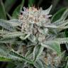 Deathlok feminised GanjaVIP Seeds Deathlok feminised GanjaVIP Seeds