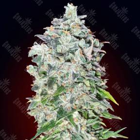 Deathlok feminised GanjaVIP Seeds