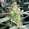 Deathlok feminised GanjaVIP Seeds Deathlok feminised GanjaVIP Seeds
