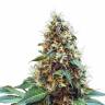 Deathlok feminised GanjaVIP Seeds Deathlok feminised GanjaVIP Seeds