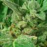 Deathlok feminised GanjaVIP Seeds Deathlok feminised GanjaVIP Seeds