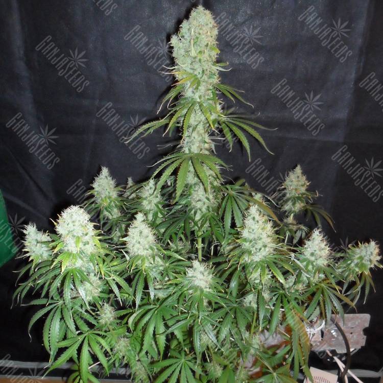 урожайные семена конопли Arjan's Haze 2 feminised Green House Seeds