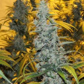 White Haze feminised Breeders Community Seeds