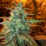 White Haze feminised Breeders Community Seeds White Haze feminised Breeders Community Seeds