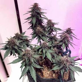 Auto Santa regular Ganja Seeds