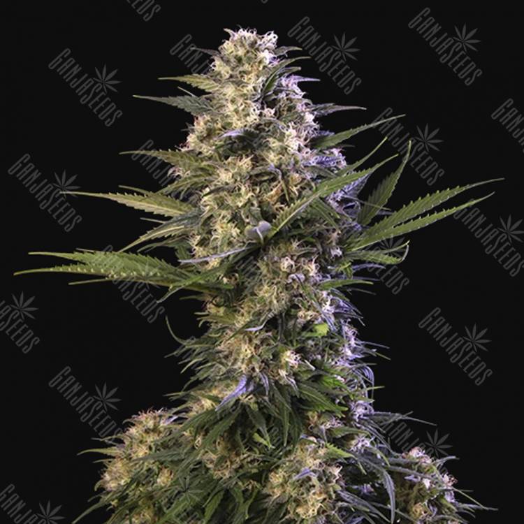 мощные семена конопли Buddha Kraken feminised Buddha Seeds мощные семена конопли Buddha Kraken feminised Buddha Seeds