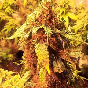 LA Cannalope regular DNA Genetics