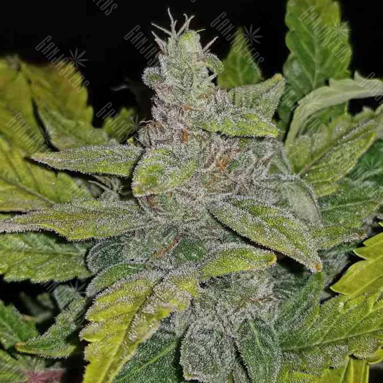 семена индийской конопли Auto CBD Crack feminised Fast Buds семена индийской конопли Auto CBD Crack feminised Fast Buds