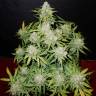семена конопли в России Auto CBD Crack feminised Fast Buds семена конопли в России Auto CBD Crack feminised Fast Buds