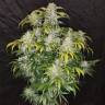 семена конопли Спб Auto CBD Crack feminised Fast Buds семена конопли Спб Auto CBD Crack feminised Fast Buds