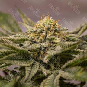 OGKZ feminised Humboldt Seeds