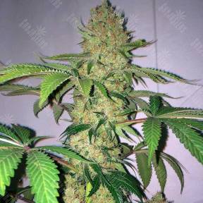 Auto Big Devil XL feminised Sweet Seeds