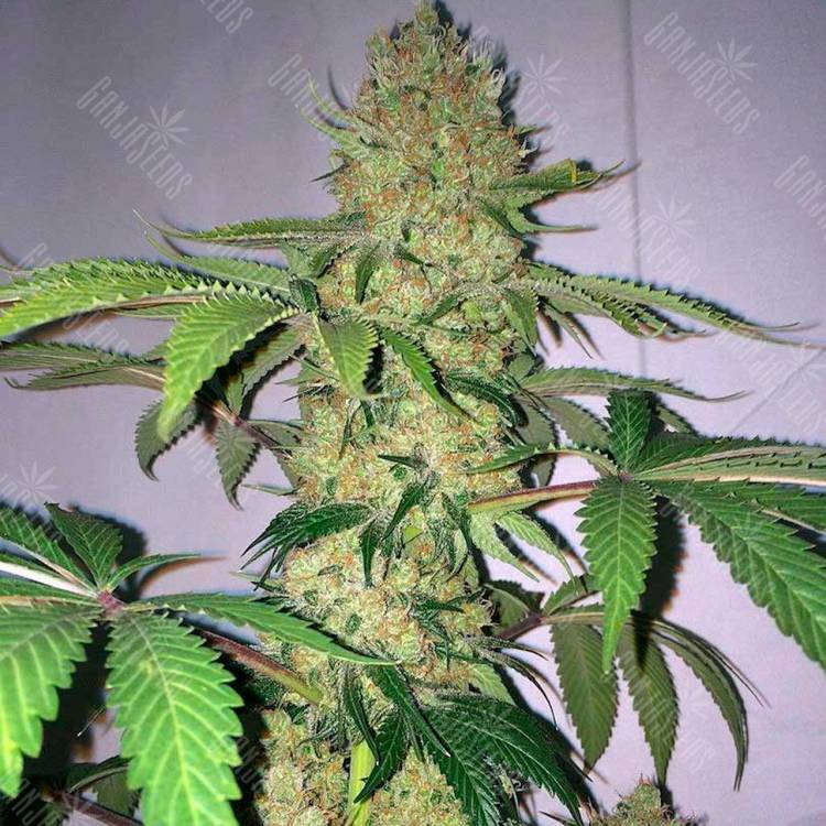 семена конопли Auto Big Devil XL feminised Sweet Seeds семена конопли Auto Big Devil XL feminised Sweet Seeds