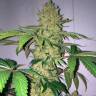 семена конопли Auto Big Devil XL feminised Sweet Seeds семена конопли Auto Big Devil XL feminised Sweet Seeds
