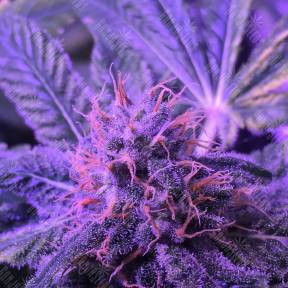 Shining Silver Haze feminised Royal Queen