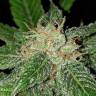 семена конопли курьером Jack 47 F1 Fast Version feminised Sweet Seeds
