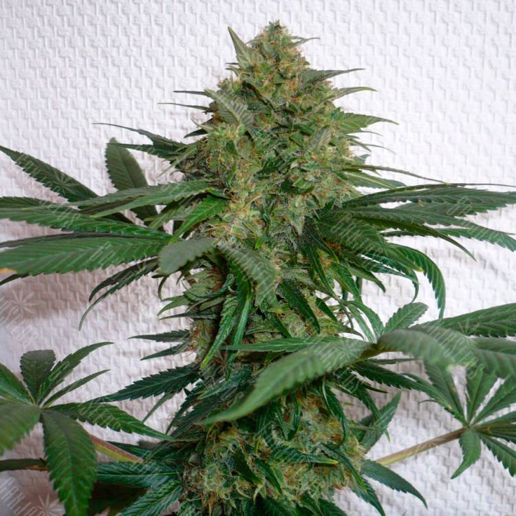 Семена марихуаны Auto Mohan Ram feminised Ganja Seeds Семена марихуаны Auto Mohan Ram feminised Ganja Seeds