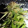 Семена каннабиса Auto Mohan Ram feminised Ganja Seeds Семена каннабиса Auto Mohan Ram feminised Ganja Seeds