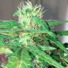 Качественные семена конопли Auto Mohan Ram feminised Ganja Seeds Качественные семена конопли Auto Mohan Ram feminised Ganja Seeds