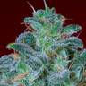 Недорогие семена конопли Auto Mohan Ram feminised Ganja Seeds Недорогие семена конопли Auto Mohan Ram feminised Ganja Seeds