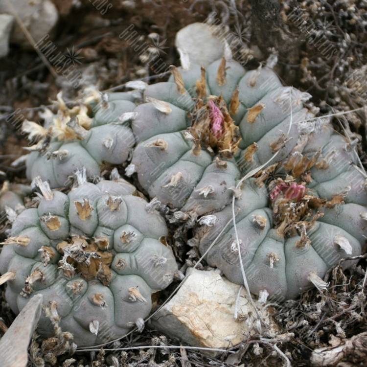Семена кактусов Lophophora echinata Семена кактусов Lophophora echinata
