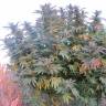 Качественные и дешёвые семена Gorilla Girl feminised Ganja Seeds Fast Version Качественные и дешёвые семена Gorilla Girl feminised Ganja Seeds Fast Version