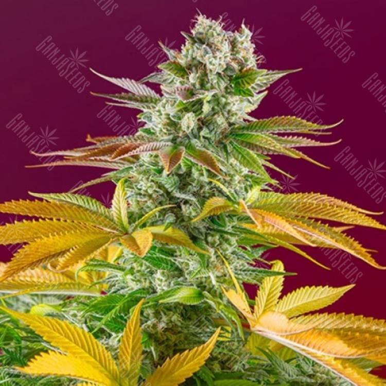 Покупка дешевых семян Gorilla Girl feminised Ganja Seeds Fast Version Покупка дешевых семян Gorilla Girl feminised Ganja Seeds Fast Version
