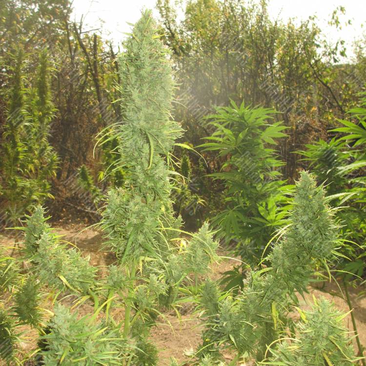 семена конопли элитных сортов Auto Lemon Skunk feminised