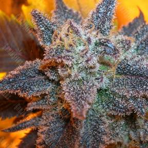 Auto Purple feminised Ganja Seeds